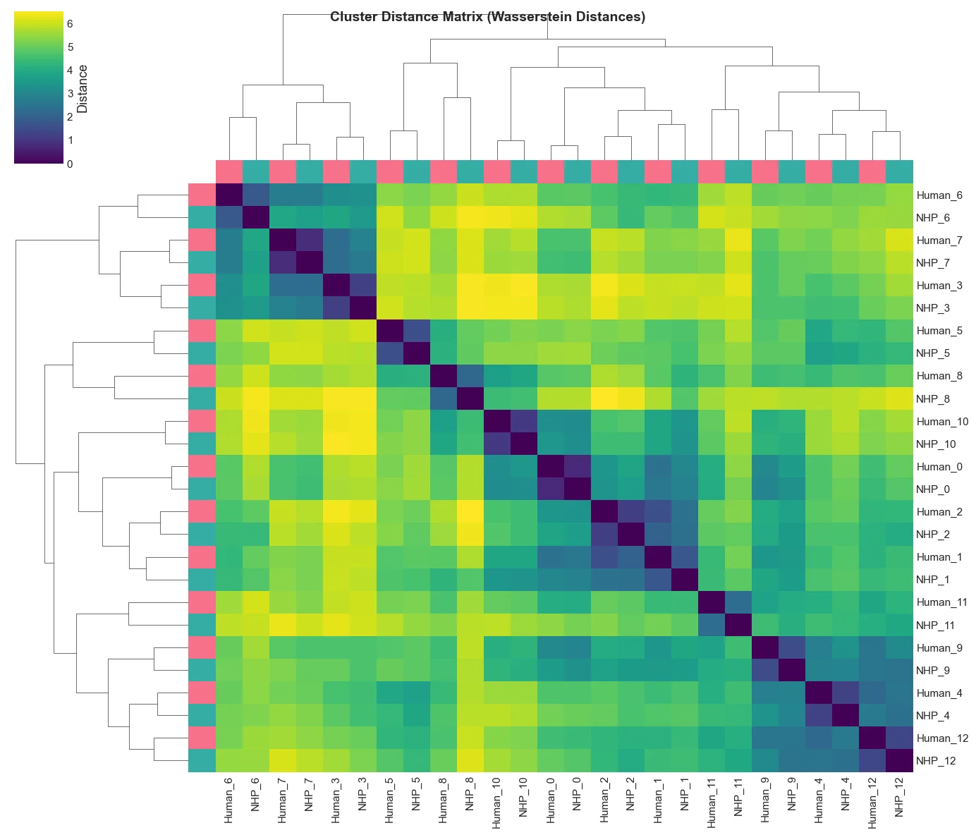 Hierarchically clustered Wasserstein distance matrix for paired human and non-human primate clusters
